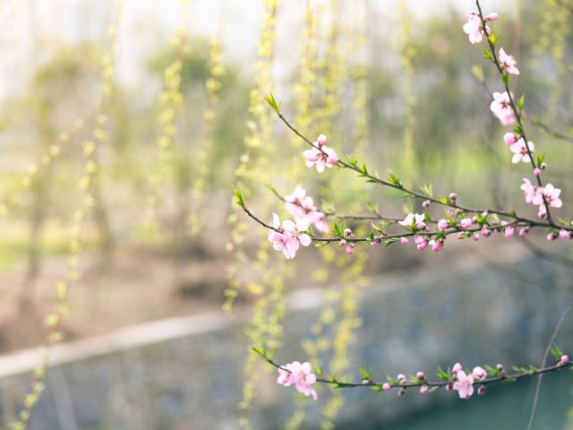 The Healing Energy of Spring with Dr. Martin Rossman